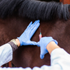 Actualités Horse Ball