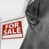Actualités Horse Ball