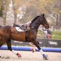 Copyright : Tiffou Photographie / Image n° 20479