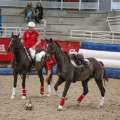 Horse Ball