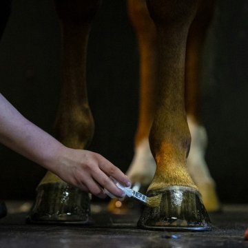 Soins des sabots Huile pour sabots KEVIN BACON'S Hoof Dressing - Liquide
