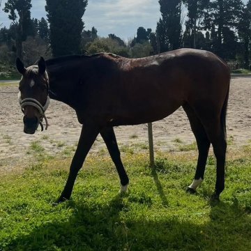 DOLROSE - 12ans - AQPS DOLROSE - 12ans - AQPS