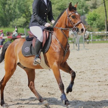 ZULU FAY - 10ans - Arabe ZULU FAY - 10ans - Poney Arabe