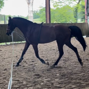 ZULU FAY - 10ans - Arabe ZULU FAY - 10ans - Poney Arabe