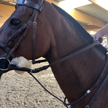Rênes Rênes horse ball