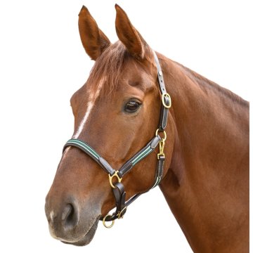 Licols cuir Licol cuir Oxford