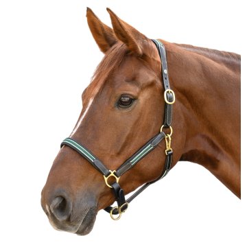 Licols cuir Licol cuir Oxford