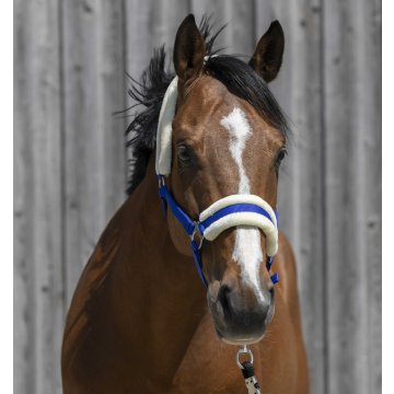 Licols synthétiques Licol RW