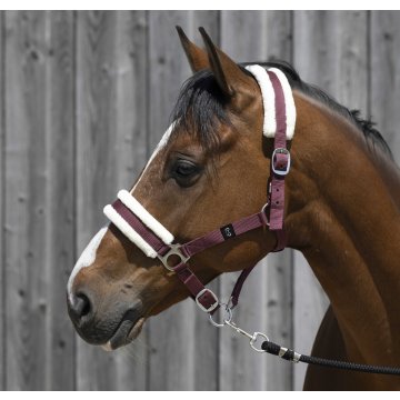 Licols synthétiques Licol RW
