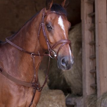 Colliers de chasse et Fourreaux Collier de chasse élastique